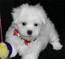 Adorable Xmas Maltese Puppies For Adoption